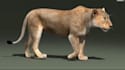 do professional 3d animal, animal with xgen