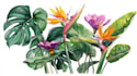create beautiful botanical and floral illustrations