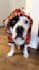 create pet focused ugc videos for your brand