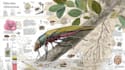 draw a scientific illustration for you