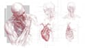 draw exercise, medical and anatomy illustrations