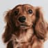 do pet portrait, digital art, dog portrait, pet memorials