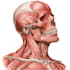 create anatomy, medical, and scientific illustrations