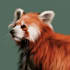 create realistic animal illustration