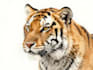 draw detail animal illustration