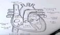 create neat biology notes, botany diagrams, and mind maps