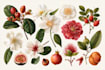 design a botanical illustration