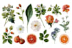 draw hand drawn botanical line art for tattoo, packaging,