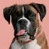 awesome custom pet portrait, dog portrait, cat portrait