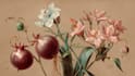 do botanical and anatomical scientific illustrations