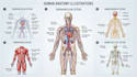 design medical and scientific illustration