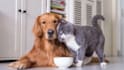 do dog and cat ugc video for your product and brand