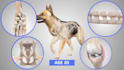 3d medical veterinary anatomy procedure animation