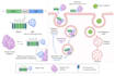 create scientific illustrations and graphical abstracts