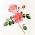 unique a watercolor botanical illustration of flower