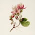 draw botanical illustration flower, plant