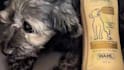 create authentic pet ugc videos for your brand