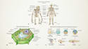 create anatomy, medical, and scientific illustrations