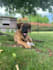expert care your pet will love