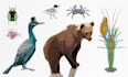 create customised animal illustrations