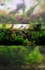 design a professional planted aquarium aquascape