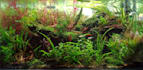 design a professional planted aquarium aquascape