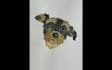 paint your pet wohoo