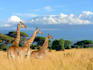 help you tour kenya