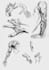 draw realistic human ecorche anatomy study for artists