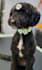 create a custom dog grooming care plan
