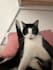 create expert cat ugc