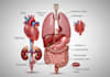 create anatomy, medical, and scientific illustrations