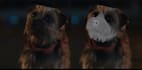 do 3d animal, 3d animal animation, 3d creatures, 3d  model, 3d animal rigging
