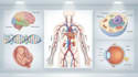 draw professional medical illustrations