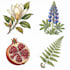 illustrate plants and flowers
