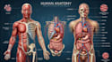 draw medical and science illustrations