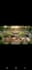 cinematic creative director  video concepts campaigns