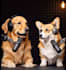 create a funny ai talking dog video with your script