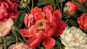 draw custom botanical and floral artwork