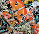 paint vibrant butterfly abstract pattern art