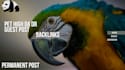 do pet high da dr guest post backlinks