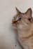 create cute cat photos and videos