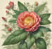 hand paint botanical illustrations