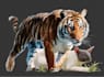 create realistic animal illustration