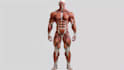 create 3d muscle anatomy and activation animations