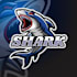 design modern high quality shark logo