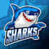 create high quality graceful shark logo