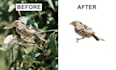 do professional background removal and manual image cutout