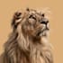 create realistic animal illustration