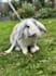 write about animal care and pet vlogs